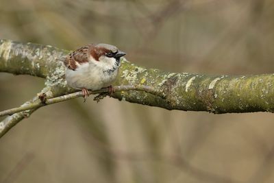 HUISMUS - Passer domesticus - HOUSE SPARROW - MOINEAU DOMESTIQUE