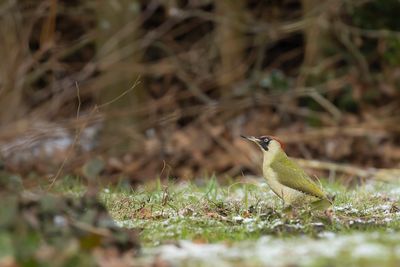 GREEN WOODPECKER - Picus viridis - GROENE SPECHT - PIC VERT