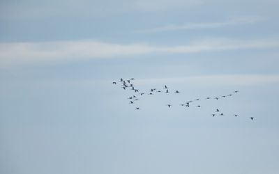 KRAANVOGEL - Grus grus - COMMON CRANE - GRUE CENDRÉE