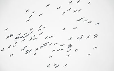 KRAANVOGEL - Grus grus - COMMON CRANE - GRUE CENDRÉE