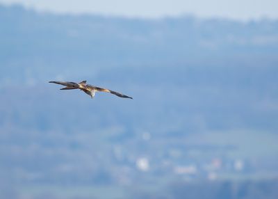 RODE WOUW - Milvus milvus - RED KITE - MILAN ROYAL