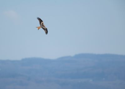 RODE WOUW - Milvus milvus - RED KITE - MILAN ROYAL