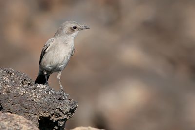 SOMBRE ROCK CHAT - Oenanthe dubia - ROETSPEKVRETER - TRAQUET SOMBRE.jpg