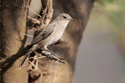 SOMBRE ROCK CHAT - Oenanthe dubia - ROETSPEKVRETER - TRAQUET SOMBRE'.jpg