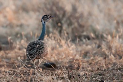 WHITE-BELLIED BUSTARD - Eupodotis senegalensis  -SENEGALTRAP - OUTARDE DU SNGAL.jpg