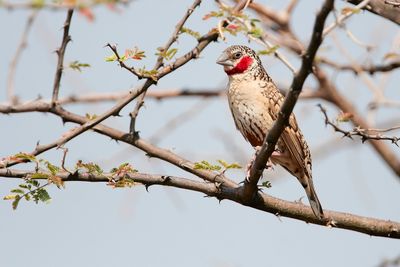 CUT-THROAT FINCH - Amadina fasciata - BANDVINK - AMADINE COU-COUP.jpg