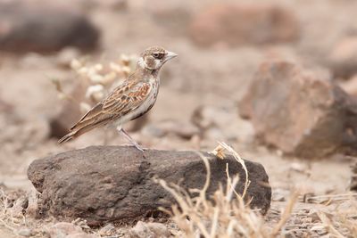 CHESTNUT-BACKED SPARROW-LARK - Eremopterix leucotis - BRUINRUGVINKLEEUWERIK - MOINELETTE  OREILLONS BLANCS''.jpg