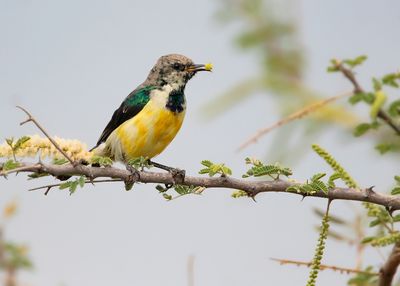 NILE VALLEY SUNBIRD - Hedydipna metallica - NIJLHONINGZUIGER - SOUIMANGA DU NIL.jpg