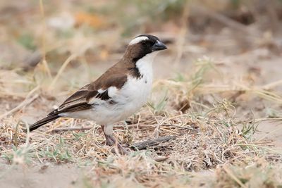 WHITE-BROWED SPARROW-WEAVER - Plocepasser mahali - MAHALIWEVER - MAHALI  SOURCILS BLANCS.jpg