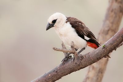 WHITE-HEADED BUFFALO-WEAVER - Dinemellia dinemelli - WITKOPBUFFELWEVER - ALECTO  TTE BLANCHE.jpg