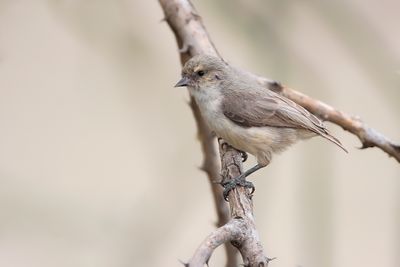MOUSE-COLORED PENDULINE-TIT - Anthoscopus musculus - GRIJZE KAPOKMEES - RMIZ SOURIS.jpg