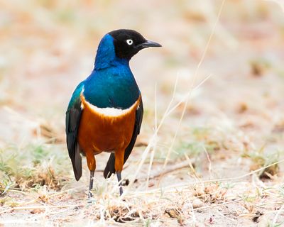 SUPERB STARLING - Lamprotornis superbus - DRIEKLEURIGE GLANSSPREEUW - CHOUCADOR SUPERBE.jpg