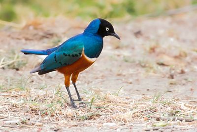 SUPERB STARLING - Lamprotornis superbus - DRIEKLEURIGE GLANSSPREEUW - CHOUCADOR SUPERBE'.jpg