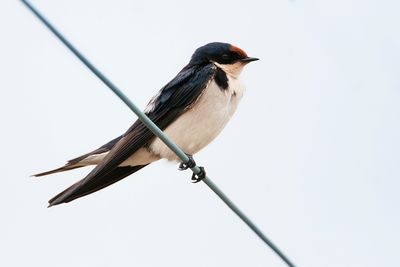 WIRE-TAILED SWALLOW - Hirundo smithii - ROODKRUINZWALUW - HIRONDELLE  LONG BRINS'.jpg