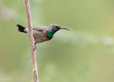 ABYSSINIAN SUNBIRD - Cinnyris habessinicus - ABBESIJNSE HONINGZUIGER - SOUIMANGA BRILLANTE.jpg