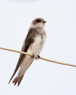 SAND MARTIN - Riparia riparia - OEVERZWALUW - HIRONDELLE DE RIVAGE.jpg