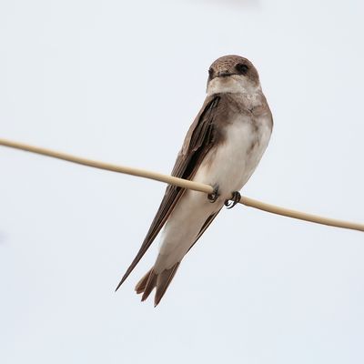 SAND MARTIN - Riparia riparia - OEVERZWALUW - HIRONDELLE DE RIVAGE'.jpg