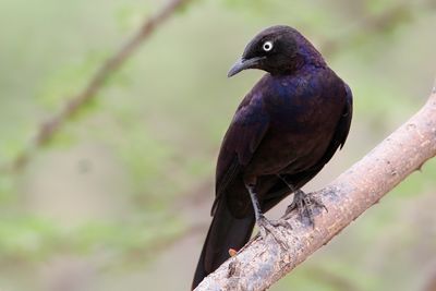 RPPELL'S STARLING - Lamprotornis purpuroptera - BLAUWE LANGSTAARTGLANSSPREEUW - CHOUCADOR DE RPPELL.jpg