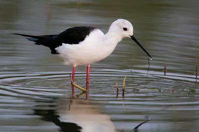 BLACK-WINGED STILT - Himantopus himantopus - STELTKLUUT - CHASSE BLANCHE.jpg