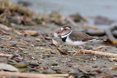 THREE-BANDED PLOVER - Thinornis tricollaris - DRIEBANDPLEVIER - PLUVIER  TRIPLE COLLIER.jpg