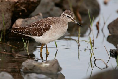 WOOD SANDPIPER - Tringa glareola - BOSRUITER - CHEVALIER SYLVAIN.jpg