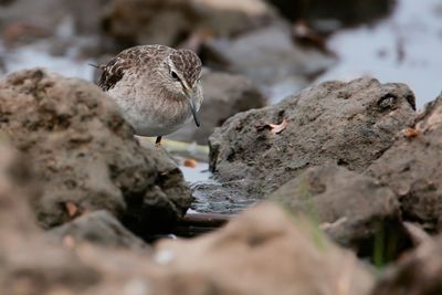 WOOD SANDPIPER - Tringa glareola - BOSRUITER - CHEVALIER SYLVAIN'.jpg