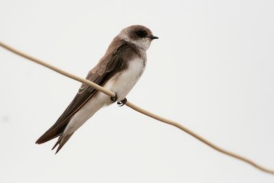 SAND MARTIN - Riparia riparia - OEVERZWALUW - HIRONDELLE DE RIVAGE'''.jpg