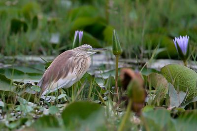 SQUACCO HERON - Ardeola ralloides - RALREIGER - CRABIER CHEVELU.jpg