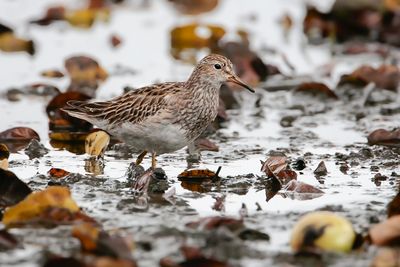 PECTORAL SANDPIPER - Calidris melanotos - GESTREEPTE STRANDLOPER - BCASSEAU  POITRINE CENDRE'.jpg