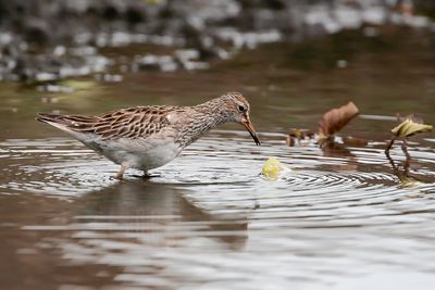PECTORAL SANDPIPER - Calidris melanotos - GESTREEPTE STRANDLOPER - BCASSEAU  POITRINE CENDRE'''.jpg