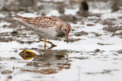 PECTORAL SANDPIPER - Calidris melanotos - GESTREEPTE STRANDLOPER - BCASSEAU  POITRINE CENDRE''''.jpg