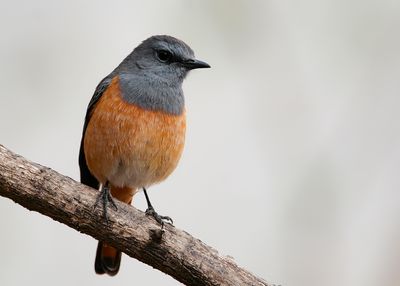 LITTLE ROCK THRUSH - Monticola rufocinereus - KLEINE ROTSLIJSTER - MONTICOLE ROUGEQUEUE.jpg
