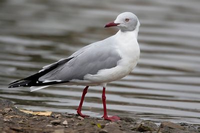 GRAY-HOODED GULL - Chroicocephalus cirrocephalus - GRIJSKOPMEEUW - MOUETTE  TTE GRISE.jpg