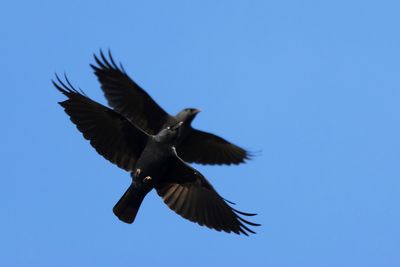 KAUW - Coloeus monedula - WESTERN JACKDAW