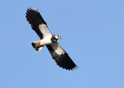 KIEVIT - Vanellus vanellus  - NORTHEN LAPWING