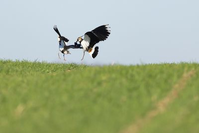 KIEVIT - Vanellus vanellus  - NORTHEN LAPWING