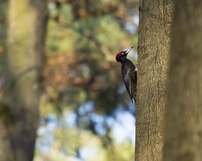 ZWARTE SPECHT - Dryocopus martius - BLACK WOODPECKER 