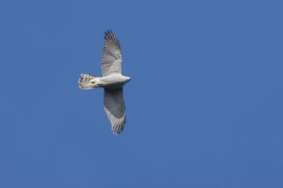 HAVIK - Astur gentilis - NORTHERN GOSHAWK