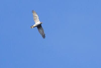 HAVIK - Astur gentilis - NORTHERN GOSHAWK