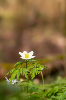 BOSANEMOON - Anemone nemorosa - WOOD ANEMONE