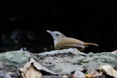ABBOTT'S BABBLER - Malacocincla abbotti - ROODSTAARTMUISTIMALIA - AKALAT D'ABBOTT