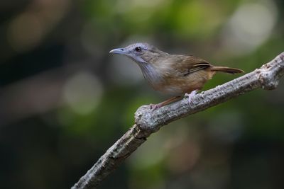 ABBOTT'S BABBLER - Malacocincla abbotti - ROODSTAARTMUISTIMALIA - AKALAT D'ABBOTT.'jpg.jpg