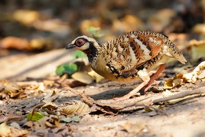 BAR-BACKED PARTRIDGE - Arborophila brunneopectus - BRUINBORSTBOSPATRIJS - TORQUÉOLE Á POITRINE BRUNE