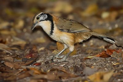 GREATER NECKLACED LAUGHINGTHRUSH - Pterorhinus pectoralis - BORSTBANDLIJSTERGAAI - GARRULAXE À PLASTRON