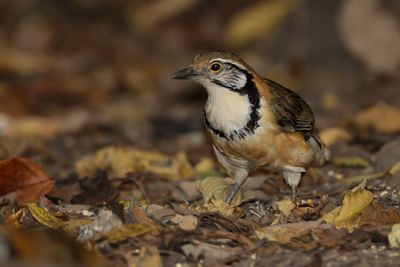 GREATER NECKLACED LAUGHINGTHRUSH - Pterorhinus pectoralis - BORSTBANDLIJSTERGAAI - GARRULAXE À PLASTRON