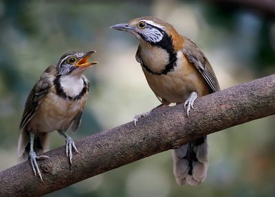 GREATER NECKLACED LAUGHINGTHRUSH - Pterorhinus pectoralis - BORSTBANDLIJSTERGAAI - GARRULAXE À PLASTRON