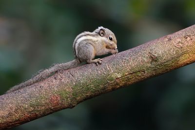 HIMALAYAN STRIPED SQUIRREL - Tamiops mcclellandii - THAISE DWERGSTREEPEEKHOORN