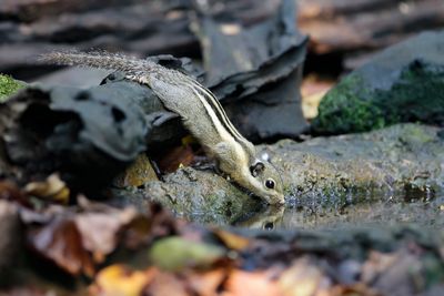 HIMALAYAN STRIPED SQUIRREL - Tamiops mcclellandii - THAISE DWERGSTREEPEEKHOORN