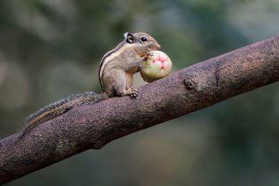 HIMALAYAN STRIPED SQUIRREL - Tamiops mcclellandii - THAISE DWERGSTREEPEEKHOORN