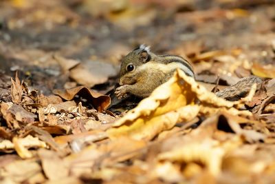 HIMALAYAN STRIPED SQUIRREL - Tamiops mcclellandii - THAISE DWERGSTREEPEEKHOORN